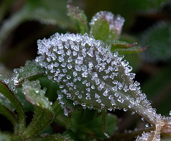 Macro Close-Up of Frost Crystals on Green Plant Leaf
