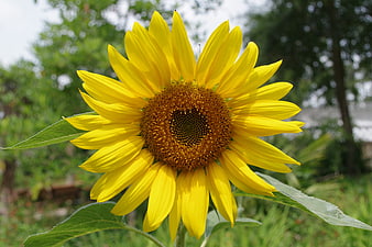 Vibrant Yellow Sunflower Close-Up in Garden