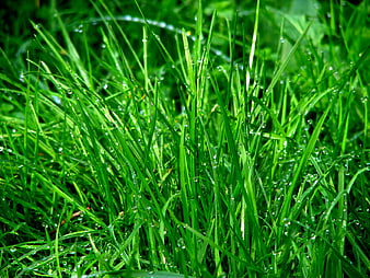 Close-up of vibrant green grass with fresh morning dew drops