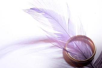 Purple Feather and Gold Ring on White Background