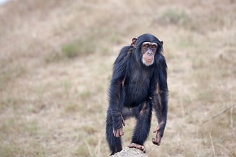 Young Chimpanzee Standing on Rock in Dry Grass Field
