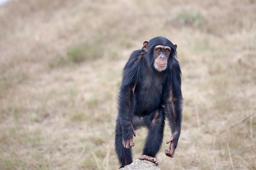 Young Chimpanzee Standing on Rock in Dry Grass Field