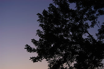 Silhouette of tree branches against twilight sky