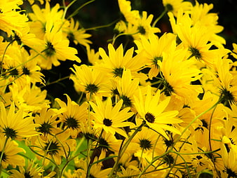 Vibrant Yellow Black-Eyed Susans in Full Bloom
