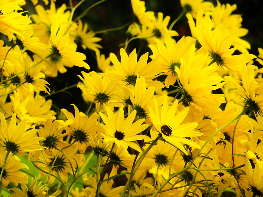 Vibrant Yellow Black-Eyed Susans in Full Bloom