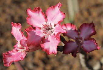 Close-up of vibrant pink Adenium obesum desert rose flowers