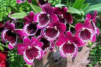 Vibrant Purple and White Orchids in Garden