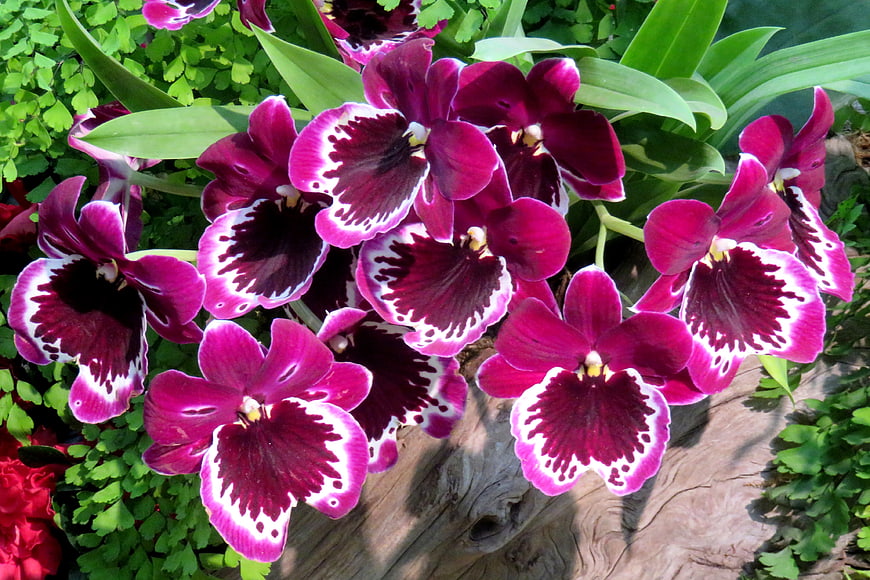 Vibrant Purple and White Orchids in Garden