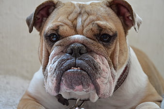 Close-up portrait of a fawn and white English bulldog