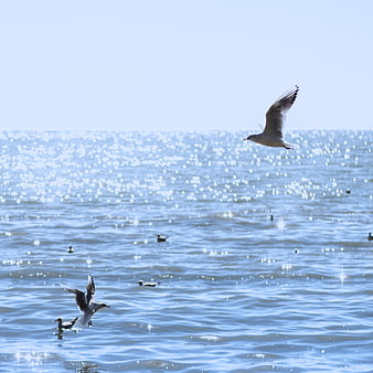 Seagulls flying over sparkling blue ocean water