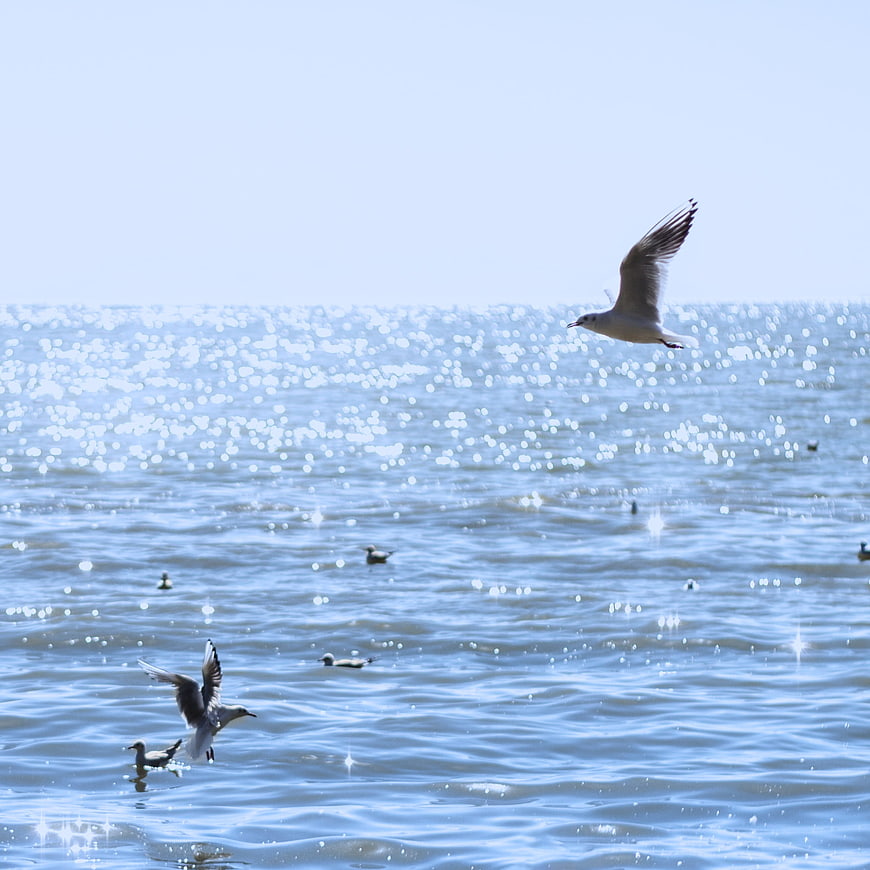 Seagulls flying over sparkling blue ocean water