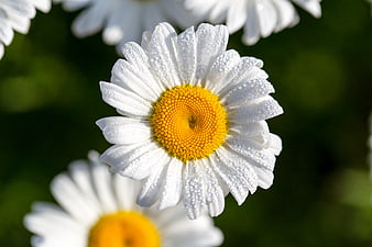 Close-up of white daisy with dew drops on petals
