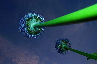 Low angle view of blue allium flowers against dark sky