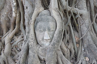 Ancient Buddha Head Enveloped by Banyan Tree Roots