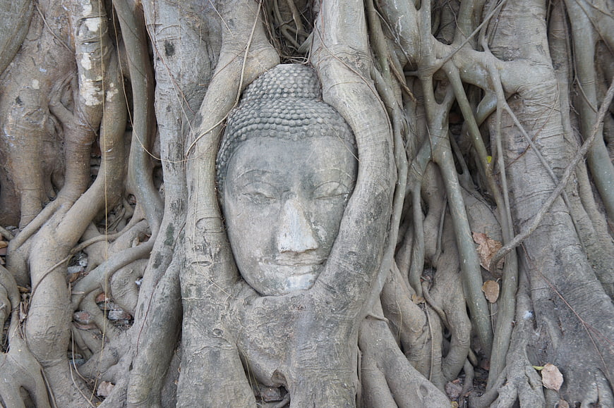 Ancient Buddha Head Enveloped by Banyan Tree Roots