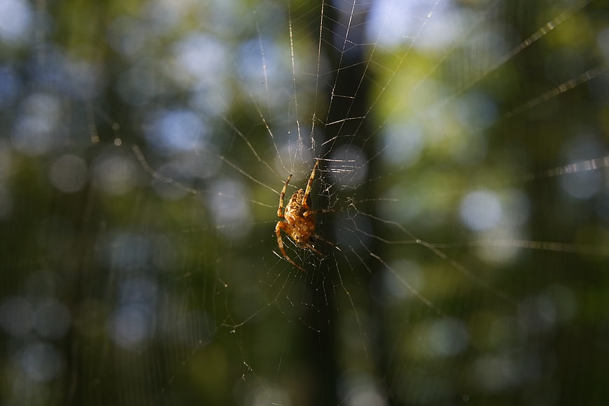 Close-up of a spider in its web with bokeh background