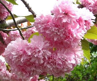 Close-up of fluffy pink cherry blossoms on a branch