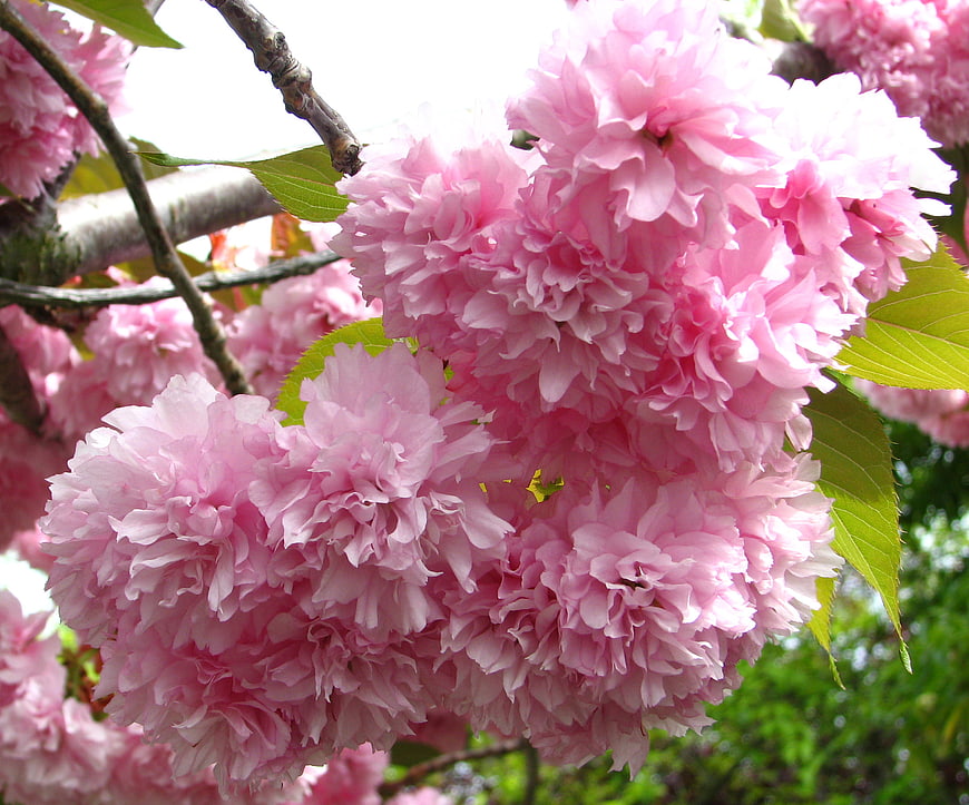 Close-up of fluffy pink cherry blossoms on a branch