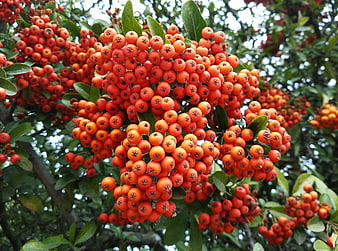 Close-up of vibrant orange-red firethorn berries on a bush