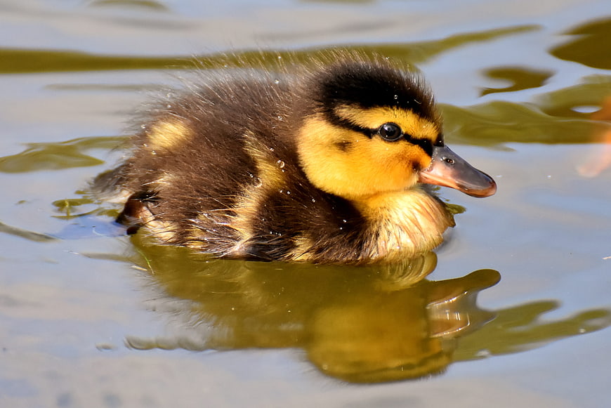 Cute fluffy duckling swimming in calm pond water