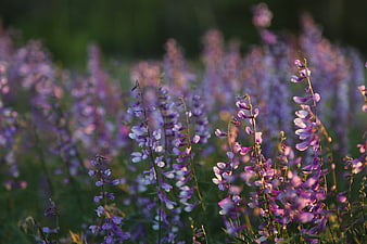Field of purple wildflowers in soft sunlight