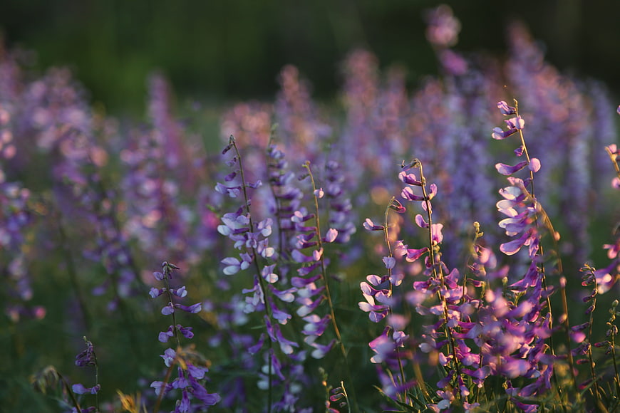 Field of purple wildflowers in soft sunlight