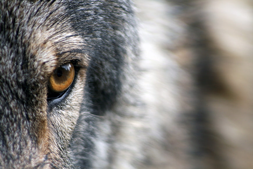 Close-up of a gray wolf's intense amber eye