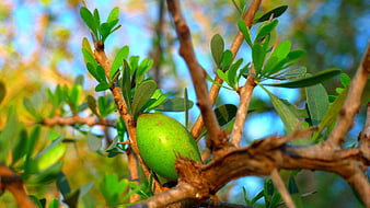 Green Argan Fruit on Tree Branch in Morocco