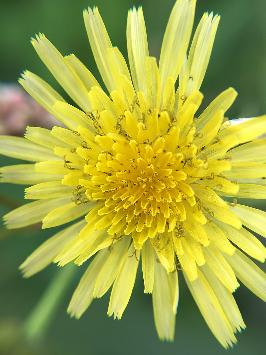 Close-up of a yellow hawkweed flower with green background