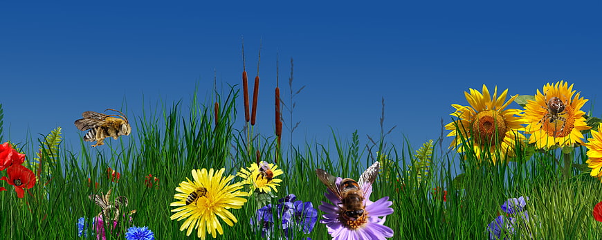 Colorful Summer Meadow with Bees and Wildflowers