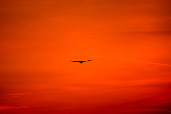 Silhouette of a Buzzard Flying Against a Vibrant Orange Sunset Sky