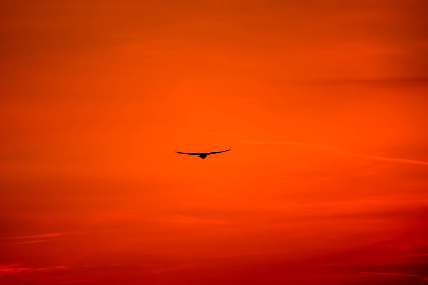 Silhouette of a Buzzard Flying Against a Vibrant Orange Sunset Sky