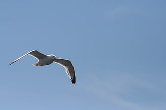 Seagull Soaring Against Clear Blue Sky