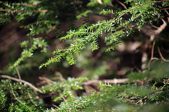 Close-up of green pine branch with blurred forest background