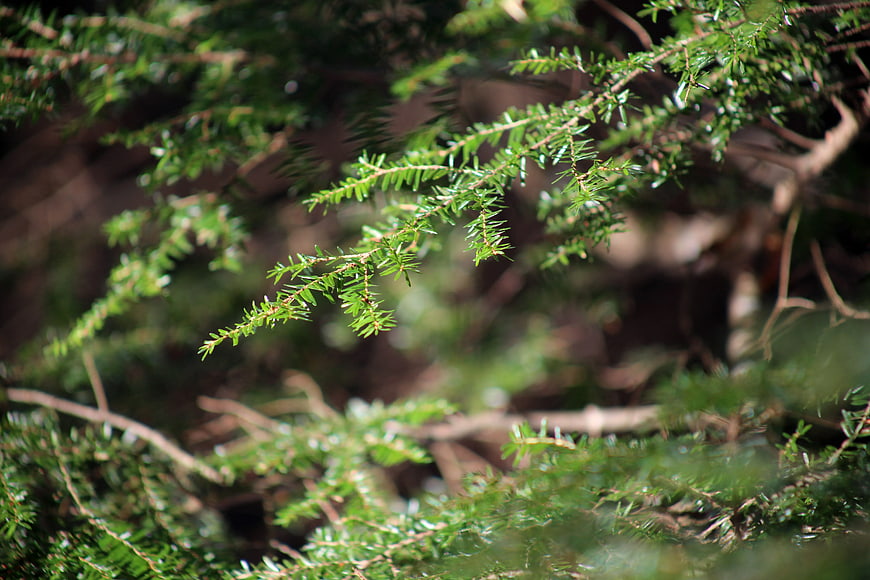 Close-up of green pine branch with blurred forest background