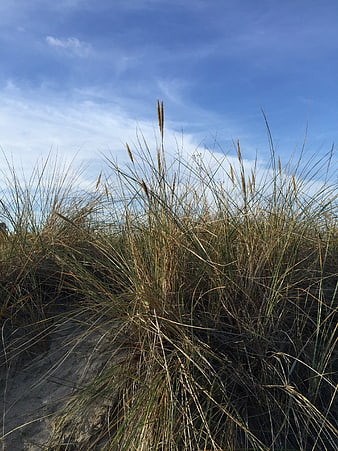 Tall Beach Grass Growing on Sand Dunes Under Blue Sky