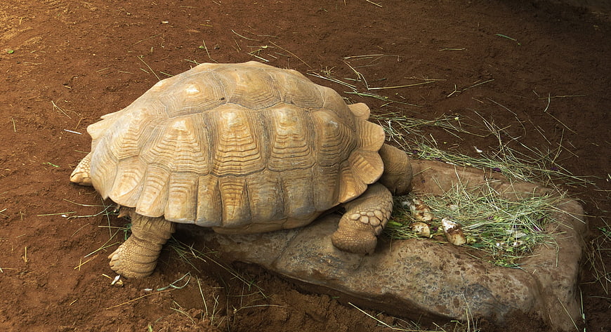Large African Spurred Tortoise Eating Vegetables on Red Soil