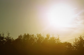 Silhouette of pine trees against bright golden sunlight