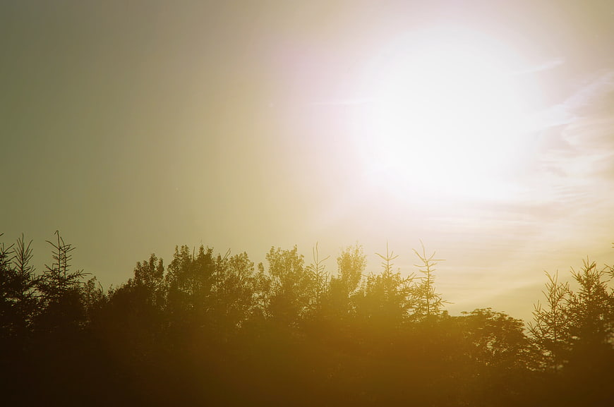 Silhouette of pine trees against bright golden sunlight