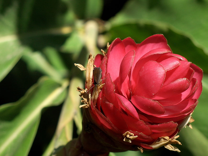 Close-up of vibrant red torch ginger flower with small butterfly