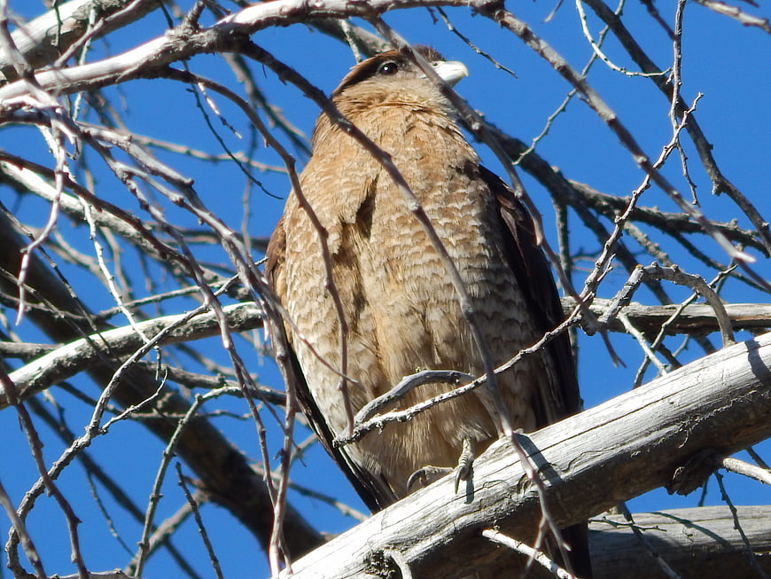 Chimango Caracara perched on bare tree branch against blue sky