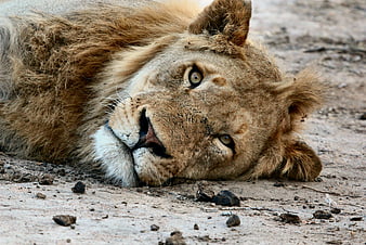 Close-up of a resting lion lying on dry earth