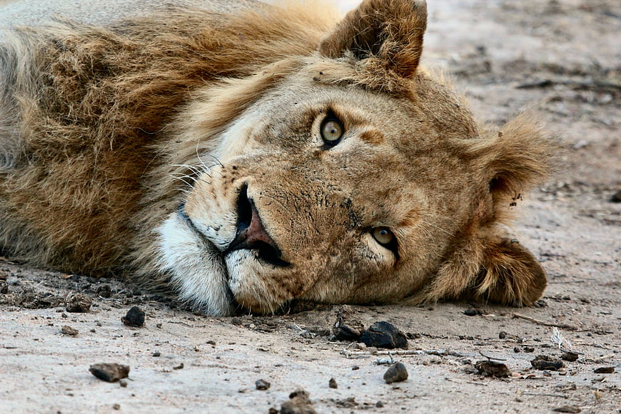Close-up of a resting lion lying on dry earth