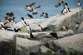 Atlantic Puffins Flying and Perching on Rocky Coastal Cliffs