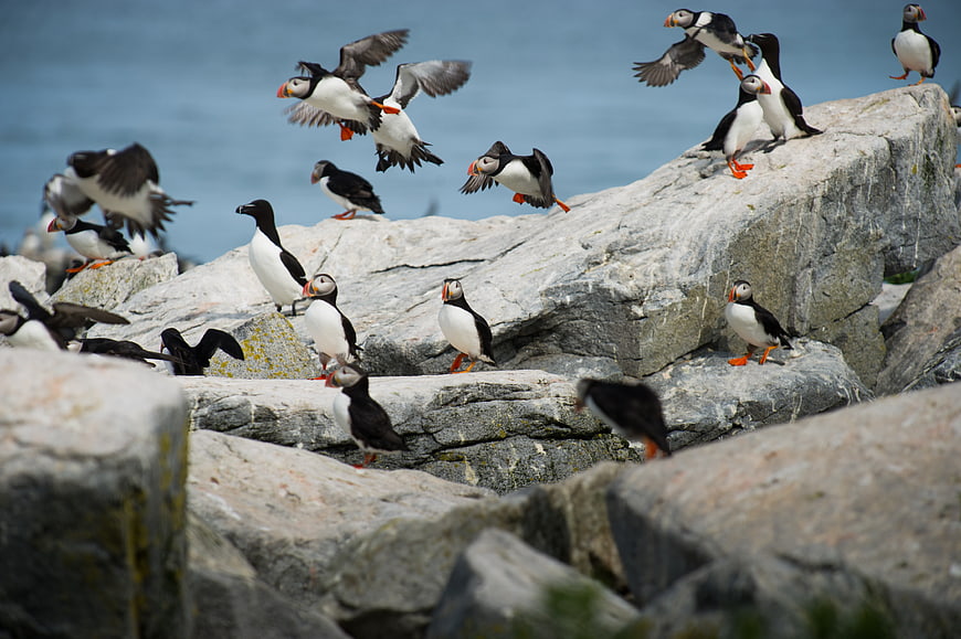 Atlantic Puffins Flying and Perching on Rocky Coastal Cliffs