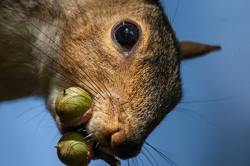 Close-up of squirrel holding green acorns against blue sky