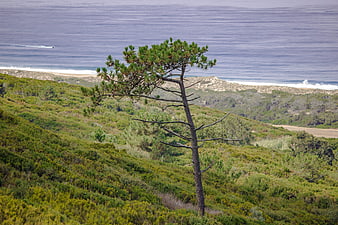 Lone Pine Tree on Coastal Hillside Overlooking Ocean