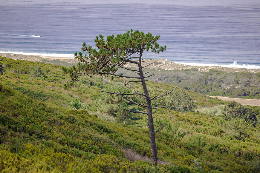 Lone Pine Tree on Coastal Hillside Overlooking Ocean