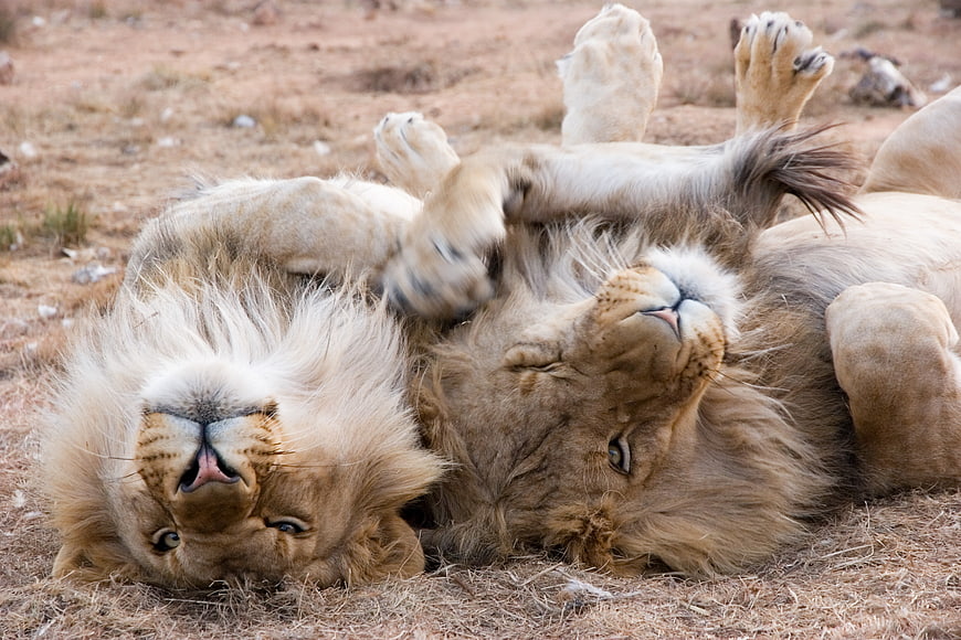 Two playful male lions rolling on their backs in dry grass