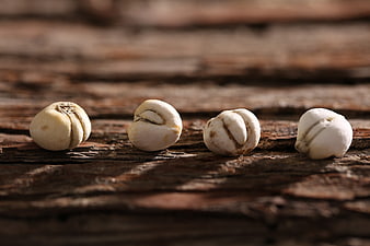 Four white seeds on rustic weathered wooden surface
